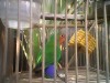 lovebird-lovers