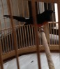 Murai batu black tail