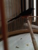 Murai batu black tail