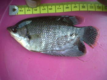 budidaya-ikan-gurami