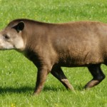 &#91;FAKTA!&#93; Rahasia Tapir Yang Kamu Harus Tahu