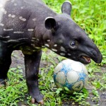 &#91;FAKTA!&#93; Rahasia Tapir Yang Kamu Harus Tahu