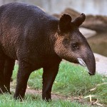 &#91;FAKTA!&#93; Rahasia Tapir Yang Kamu Harus Tahu