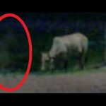 &#91;HORROR!&#93; AKU DIHANTUI ARWAH SAPI