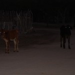 &#91;HORROR!&#93; AKU DIHANTUI ARWAH SAPI