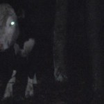 &#91;HORROR!&#93; AKU DIHANTUI ARWAH SAPI
