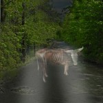 &#91;HORROR!&#93; AKU DIHANTUI ARWAH SAPI