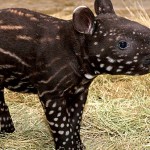 &#91;FAKTA!&#93; Rahasia Tapir Yang Kamu Harus Tahu