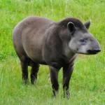 &#91;FAKTA!&#93; Rahasia Tapir Yang Kamu Harus Tahu