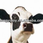 &#91;REAL!&#93; FAKTA MENGERIKAN SEEKOR SAPI
