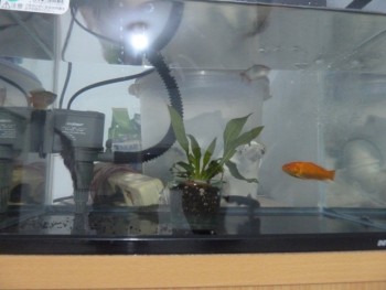 new--freshwater-fish-lounge---part-2
