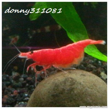 all-about-shrimp-red-cherry-red-bee-black-bee-neocaridina-caridina-dll