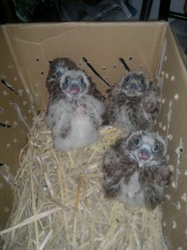 Macam2 Hewan eksotik, ada bird of prey, paruh bengkok, dan mamalia eksotik