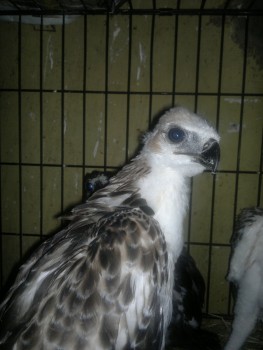 Macam2 Hewan eksotik, ada bird of prey, paruh bengkok, dan mamalia eksotik