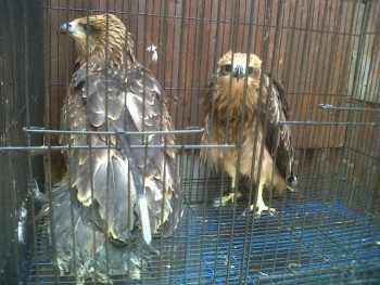 Macam2 Hewan eksotik, ada bird of prey, paruh bengkok, dan mamalia eksotik