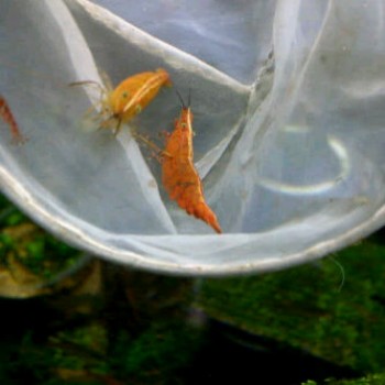 All about shrimp (red cherry, red bee, black bee, neocaridina, caridina, dll)