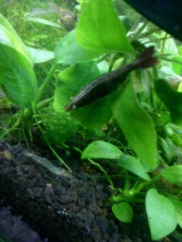 All about shrimp (red cherry, red bee, black bee, neocaridina, caridina, dll)