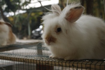 Kelinci anggora ada 3 ekor