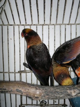 Macam2 Hewan eksotik, ada bird of prey, paruh bengkok, dan mamalia eksotik