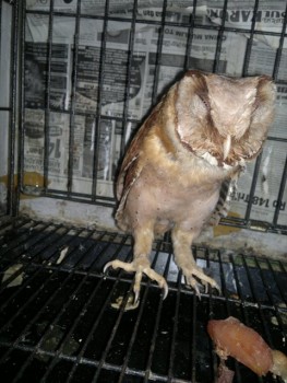 Macam2 Hewan eksotik, ada bird of prey, paruh bengkok, dan mamalia eksotik