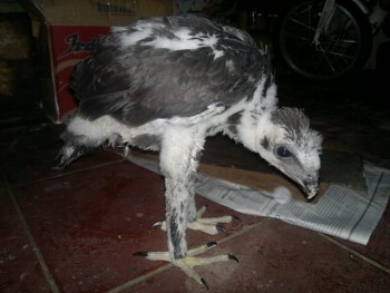 Macam2 Hewan eksotik, ada bird of prey, paruh bengkok, dan mamalia eksotik