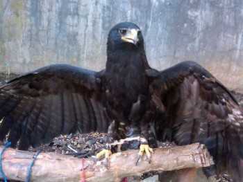 Macam2 Hewan eksotik, ada bird of prey, paruh bengkok, dan mamalia eksotik