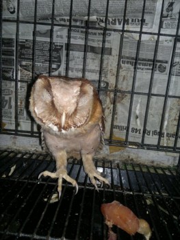 Macam2 Hewan eksotik, ada bird of prey, paruh bengkok, dan mamalia eksotik