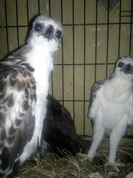 Macam2 Hewan eksotik, ada bird of prey, paruh bengkok, dan mamalia eksotik