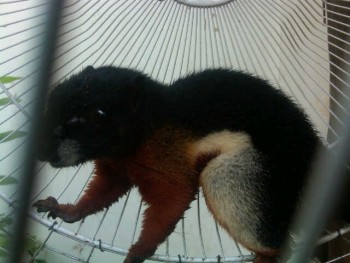 Macam2 Hewan eksotik, ada bird of prey, paruh bengkok, dan mamalia eksotik