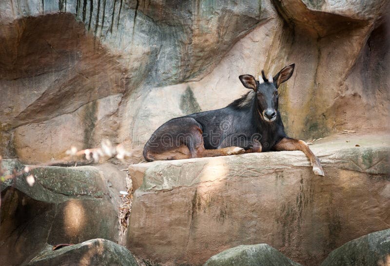 Kambing Hutan Sumatera, Penakluk Lereng Terjal yang Tak Kenal Lelah