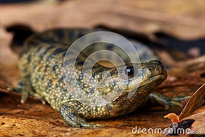 &#91;CAUDATA&#93; Semua tentang Salamander (termasuk Axolotl) dan Kadal Air