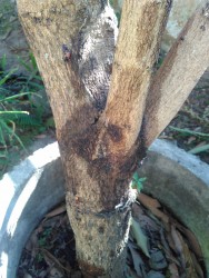 KEBUN PRIBADI