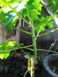 KEBUN PRIBADI