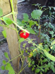 KEBUN PRIBADI