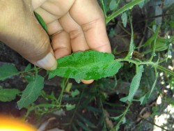 KEBUN PRIBADI