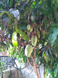 KEBUN PRIBADI