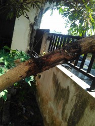 KEBUN PRIBADI