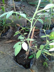 KEBUN PRIBADI