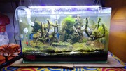 aquascape-for-everyone-learning-and-sharing---part-3