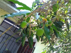 KEBUN PRIBADI