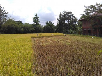 PAHLAWAN SENYAP