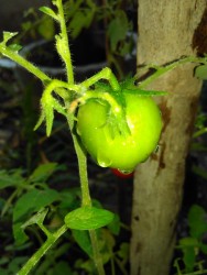 KEBUN PRIBADI