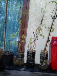 KEBUN PRIBADI