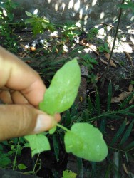 KEBUN PRIBADI