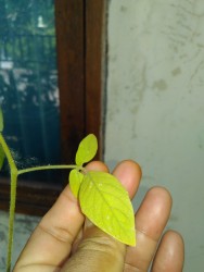 KEBUN PRIBADI
