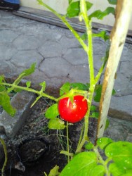 KEBUN PRIBADI