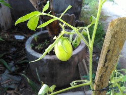 KEBUN PRIBADI