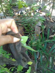 KEBUN PRIBADI