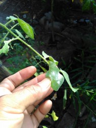 KEBUN PRIBADI