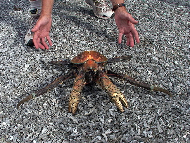 &quot;Coconut crab&quot; artropoda darat terbesar di dunia